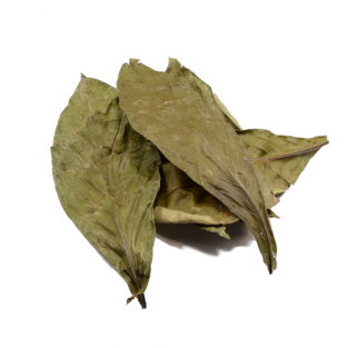 Psychotria viridis (chacruna)